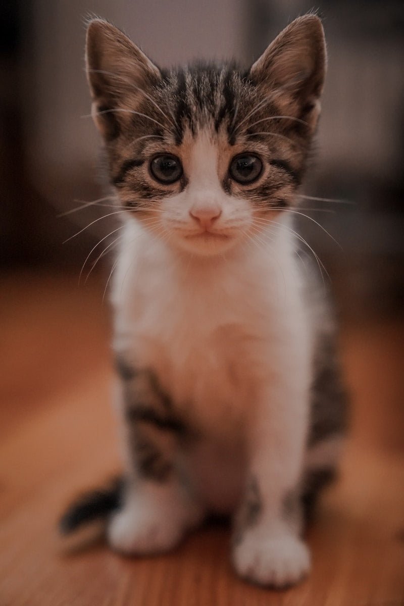 Automatic Cat Feeder - Smart
