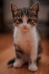 Automatic Cat Feeder - Smart