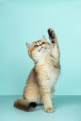 Cat Water Fountain - Ceramic